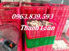 Khay nhựa, sóng nhựa đựng trái cây, nông sản, hải sản./ 0963.839.593 Ms.Loan