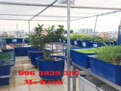 Thùng nhựa tròn nuôi cá, chậu nhựa trồng cây giá rẻ - 096 3839 597 Ms Kính