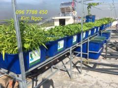 Bán thùng nhựa nuôi cá, trồng rau hữu cơ Oganic